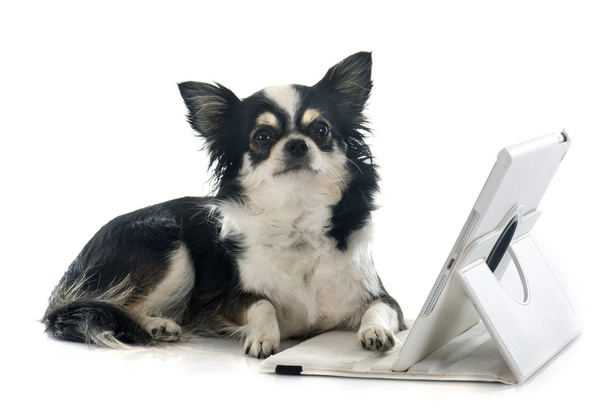 Chihuahua ve bilgisayar - Fotoğraf, Görsel