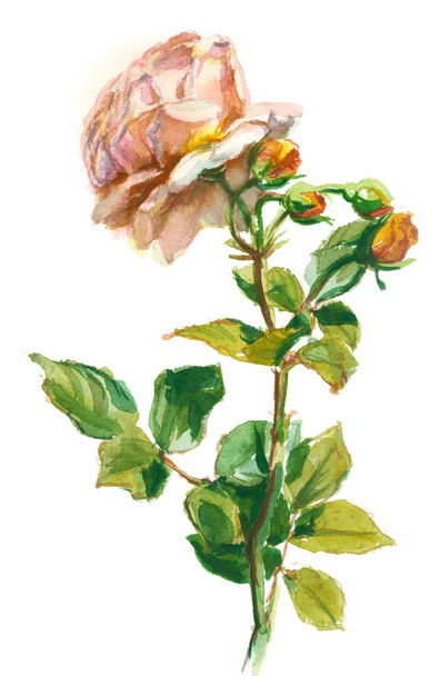 pale orange rose - Foto, Imagem