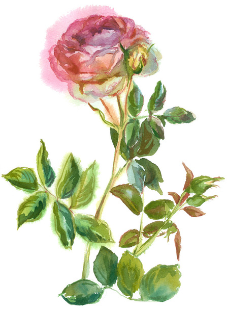 pink rose - Фото, зображення
