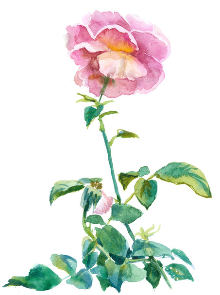 Single pink rose - Zdjęcie, obraz