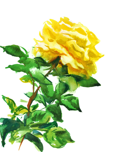 yellow rose - Zdjęcie, obraz