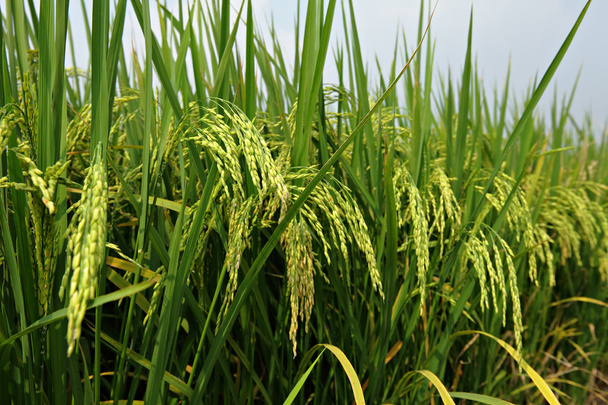 hántolatlan rizs - Fotó, kép