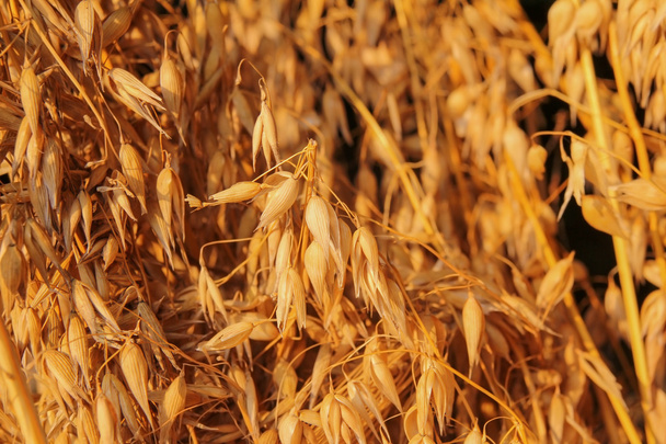 closeup of sheaf of oats - Photo, Image