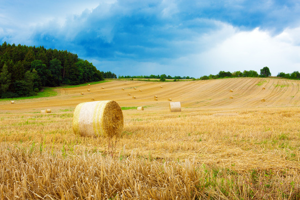  Field of grain. - Photo, Image