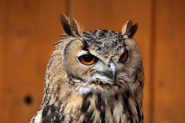 Indian eagle-owl (Bubo bengalensis). - 写真・画像