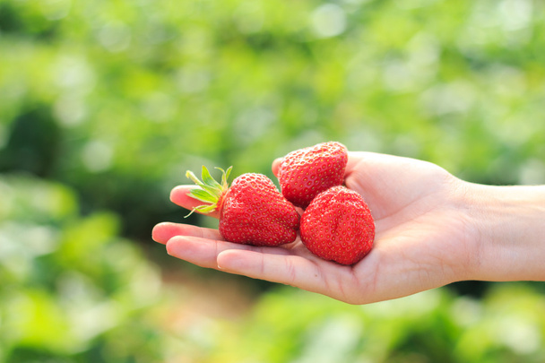 Hand holding three strawberries with green background - Zdjęcie, obraz