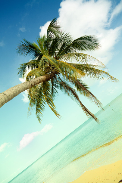 Koh Samui beach palmiye ağacı ile - Fotoğraf, Görsel
