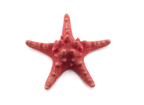 Red starfish on white background - Φωτογραφία, εικόνα