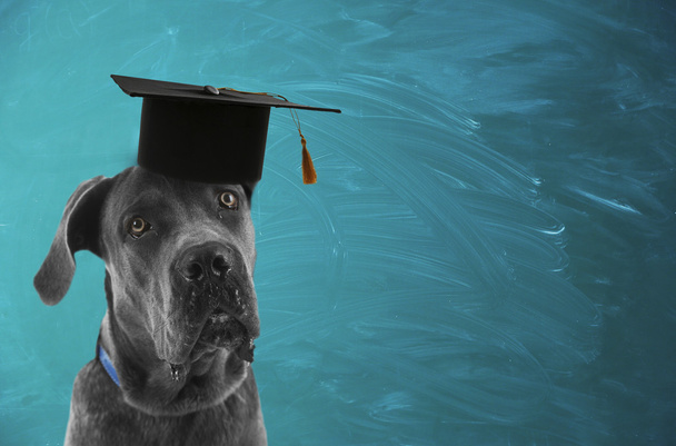 Dog with grad hat near blackboard - Фото, изображение