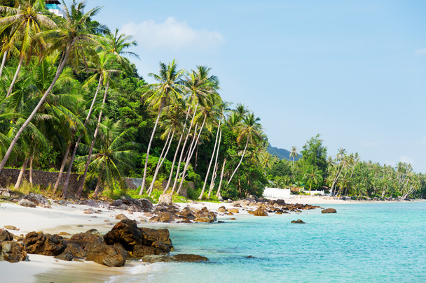 Koh Samui beach with palm trees - Foto, immagini