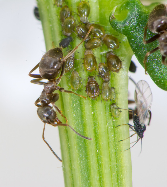 ψείρες και τα μυρμήγκια - Φωτογραφία, εικόνα