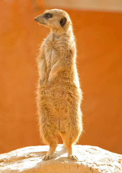 Meerkat looking around - Foto, Imagem