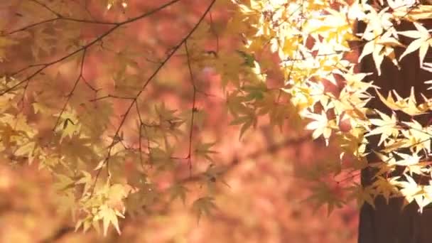 φθινόπωρο ηλιοβασίλεμα δέντρο κόκκινο φύλλο σφενδάμνου θολή φόντο - Πλάνα, βίντεο