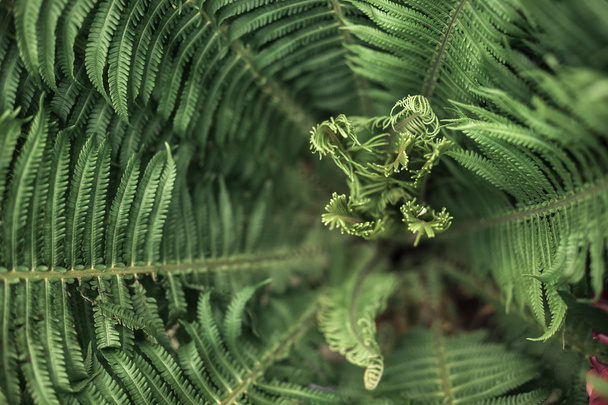 bright green forest fern - Фото, изображение