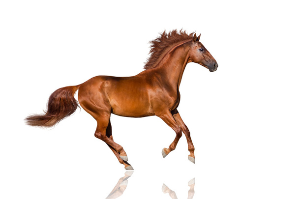 Red stallion - Photo, Image