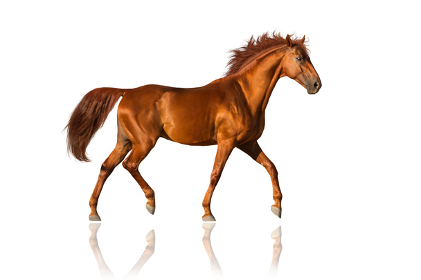 Cavallo rosso
 - Foto, immagini