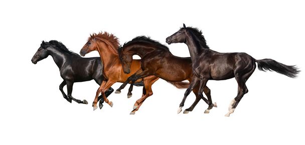 馬の群れ - 写真・画像