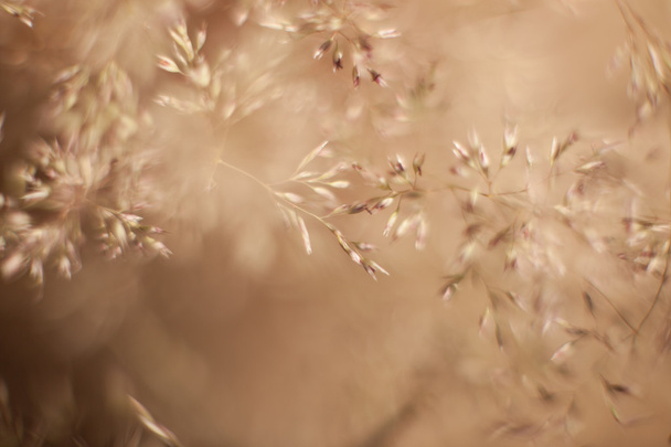 abstract grass and flowers for background and design - Foto, afbeelding
