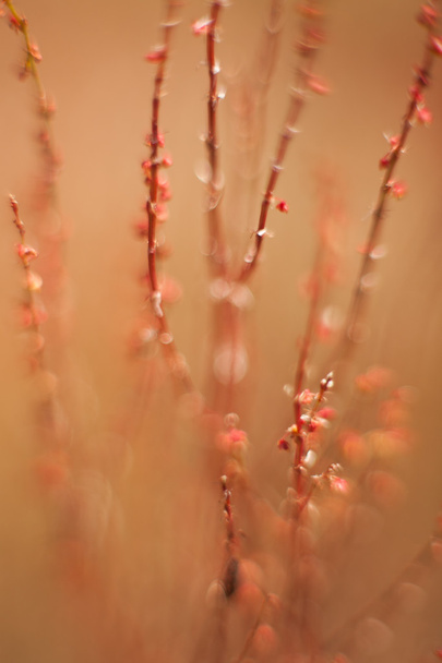 abstract grass and flowers for background and design - 写真・画像
