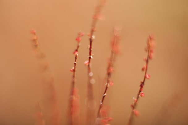 abstract grass and flowers for background and design - Photo, image
