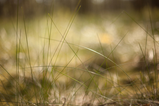 abstract grass and flowers for background and design - Fotoğraf, Görsel