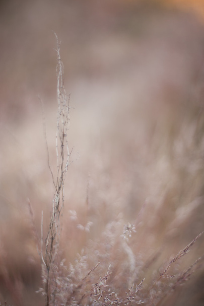 abstract grass and flowers for background and design - Foto, Imagen