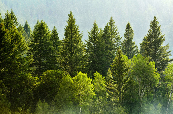 Forest Rain Storm with Drops Falling and Lush Trees - Valokuva, kuva