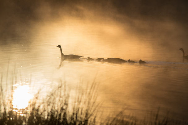 Família de gansos de manhã
 - Foto, Imagem