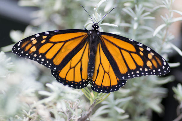 Monarch Butterfly Male - Fotoğraf, Görsel