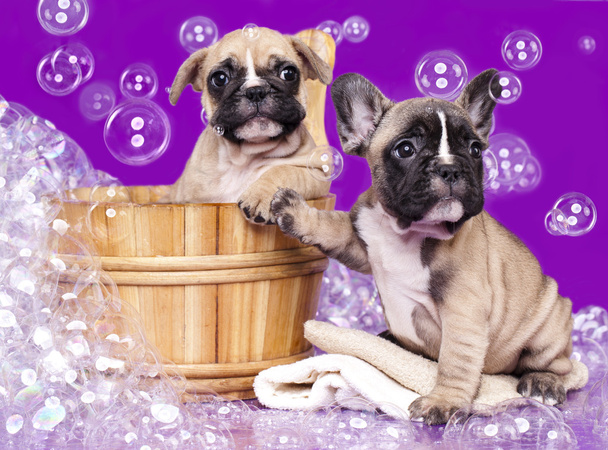 French bulldog puppies  in wooden wash basin with soap suds - Valokuva, kuva