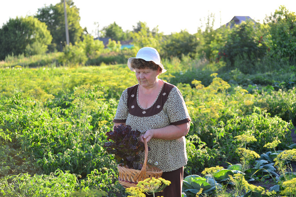  elderly woman with a basket of vegetables on the farm - Foto, afbeelding