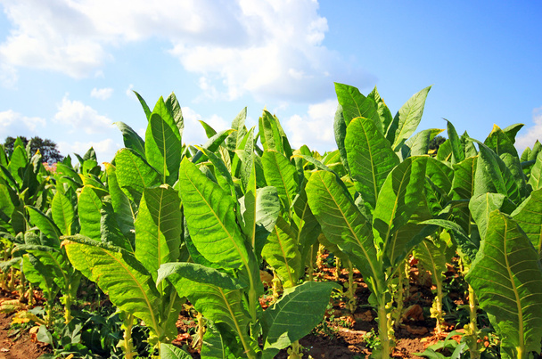 tabak plantage in Polen . - Foto, afbeelding