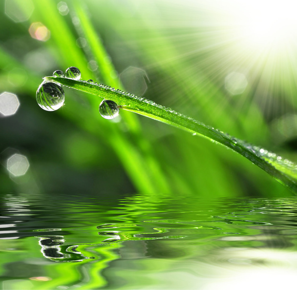 Dew drops close up - Photo, Image