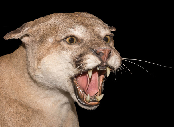 Angry Mountain Lion   - Photo, Image