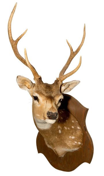 Mounted Axis Deer - Photo, Image