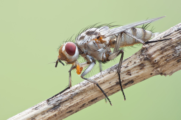 doğanın beyaz sinek - Fotoğraf, Görsel