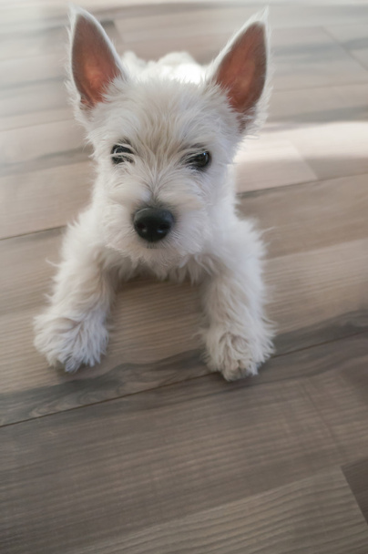 chiot ouest Highland terrier blanc
 - Photo, image