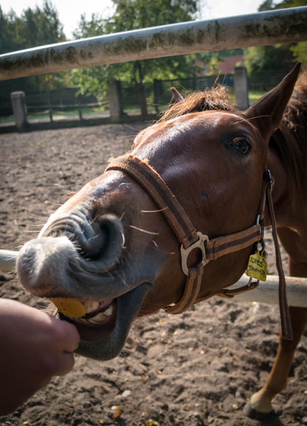 portrét koně - Fotografie, Obrázek