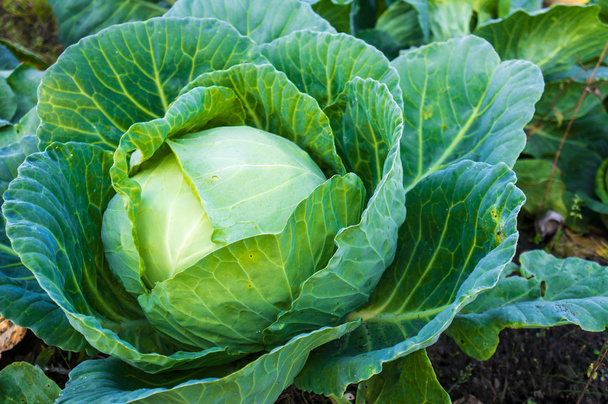 cabbage in the garden - Photo, Image
