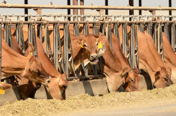 Jerseyn lehmät
 - Valokuva, kuva