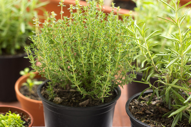 fresh herbs in pots on balcony garden - Foto, Bild