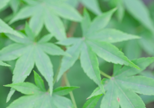 Зеленые кленовые листья
 - Фото, изображение