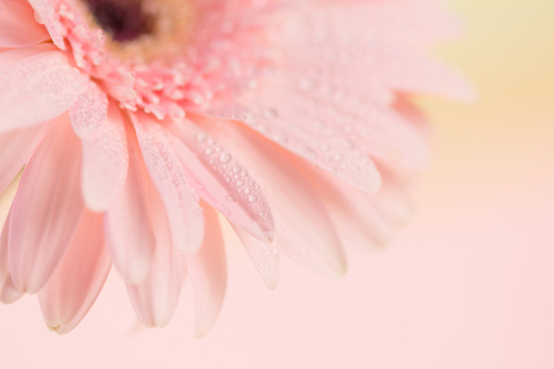 Enfoque cercano y selectivo de la flor Gerbera rosa dulce
 - Foto, imagen