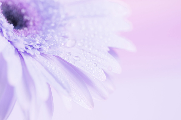Крупним планом і вибірковий фокус солодкої рожевої квітки Гербера
 - Фото, зображення