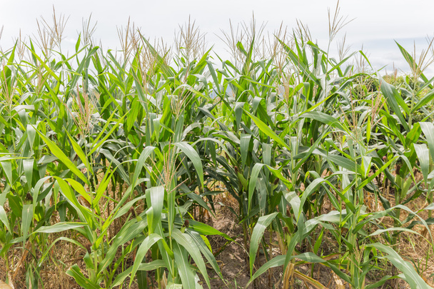 Кукурузное поле
 - Фото, изображение