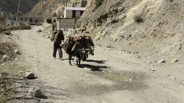 Träger mit schwerer Last im Himalaya, Nepal - Filmmaterial, Video