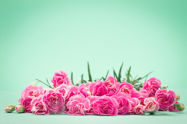 beautiful blooming carnation flowers - Foto, afbeelding