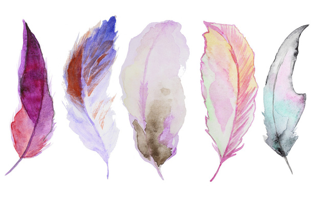Watercolor feathers - Photo, image