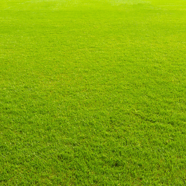 Fresh spring green grass - Photo, Image