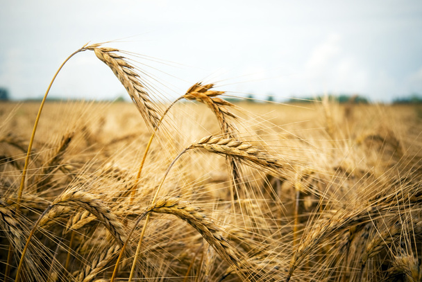 Close up of wheat - Photo, Image